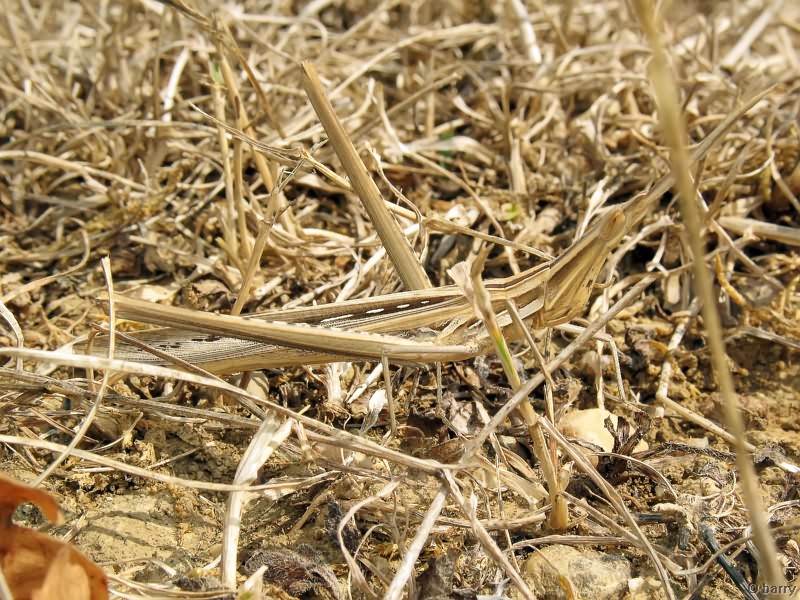 Acrida ungarica (Herbst, 1786)